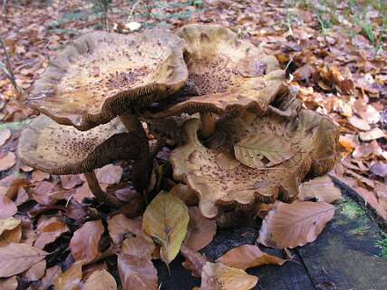 Geschubde stekelzwam