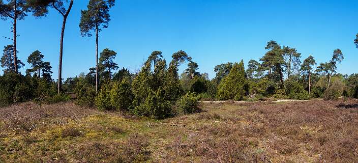 Achemerberg, Eerde<br>Jeneverbes