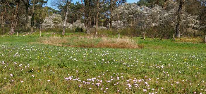 Pinksterbloemen en Krenten