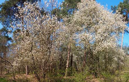Eerde - Archemerberg
