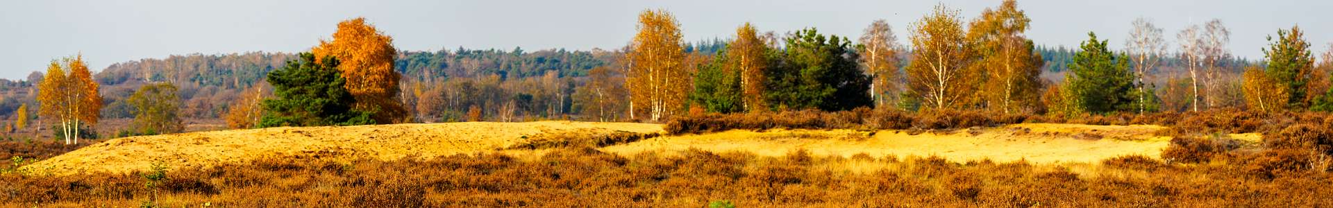 Klik om de knoppen te tonen of te verbergen