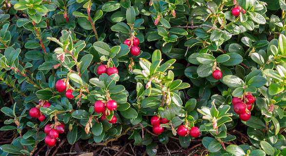 Noetselerberg, Salland<br>Vossebessen waar de Korhoenders van leven