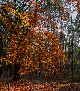 Noetselerberg, Salland