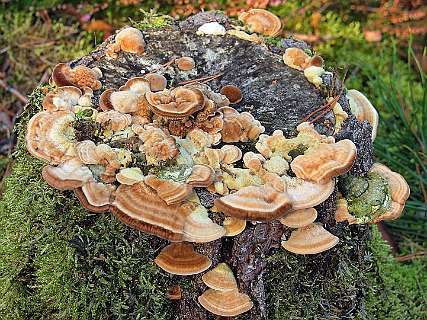 Gezoneerd elfenbankje