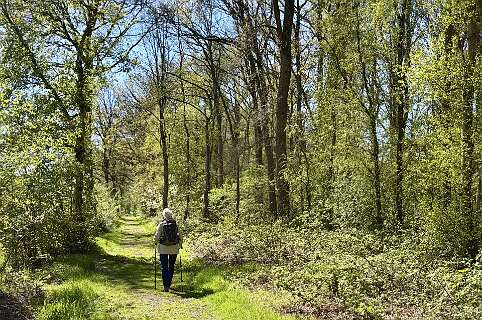 Rabattenbos