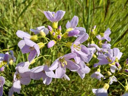 Pinxterbloemen