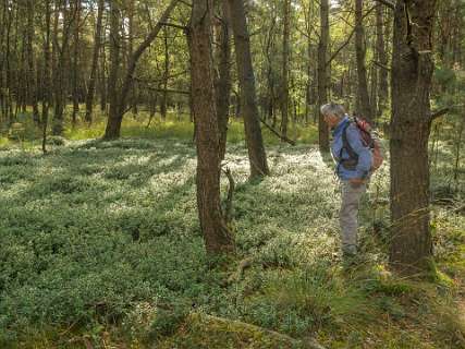 Vossebessen voor de Korhoenders