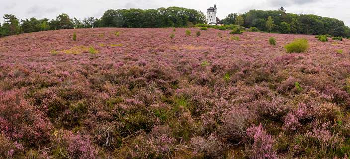 De heide voor Huis De Sprengenberg (Palthetoren)