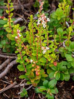 Dit worden de Vossebessen voor de Korhoenders