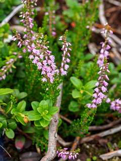 Calluna / Struikheide