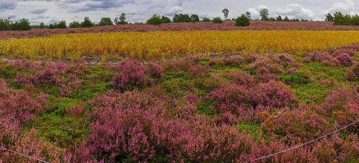 Boekweit tussen de heide