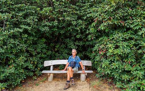 Hier staan enorme Rhododendrons