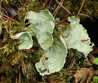 Jokkmokk<br>Welke mos is dit?