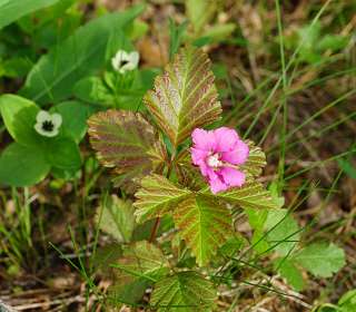 Jokkmokk<br>Rubus arcticus