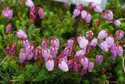 Jokkmokk<br>Arctic heide