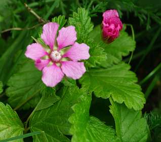Jokkmokk<br>Rubus arcticus