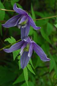 Jokkmokk<br>Clematis Alpinus