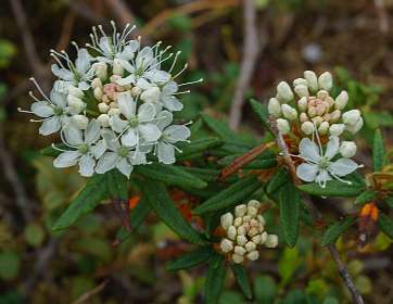 Jokkmokk<br>Rhododendron