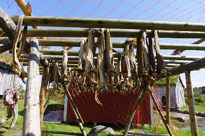 Kabelvagen<br>Stokvis dat te drogen hangt in het Lofoten museum