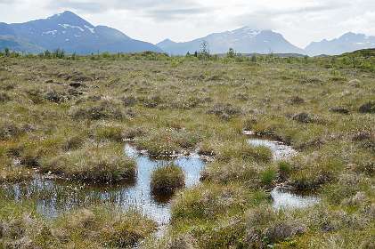 De wandeling rond de Hoven gaat eerst over de weg, maar al spoedig maken we een afkorting door het moerasachtige veld.