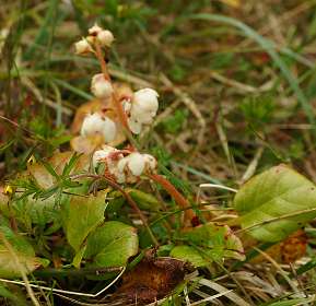 Rondbladig wintergroen
