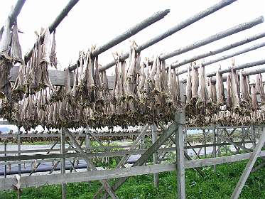 Stokvis hangt te drogen in Laukvik