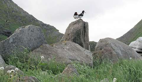 Scholeksters bij Utakleiv