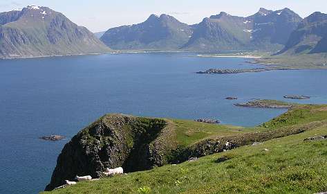 Schapen op de Mulstotinden