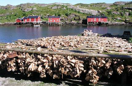Kabeljauw koppen liggen te drogen in Sund