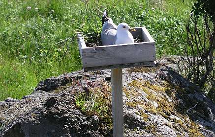 Meeuw broedend in Nesland