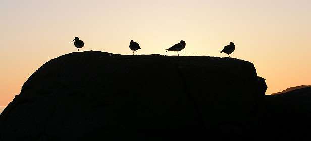 Scholeksters in de middernacht zon
