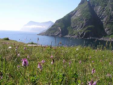 Orchideeën op de camping in A