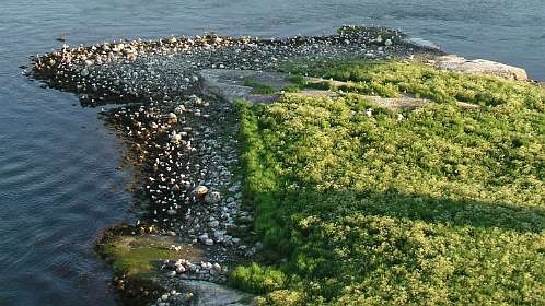 Meeuwen in de Saltstraumen