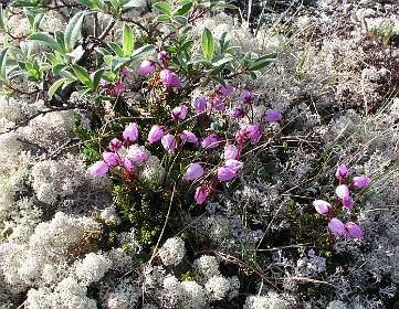 Sphagnum en dopheide op de fjell