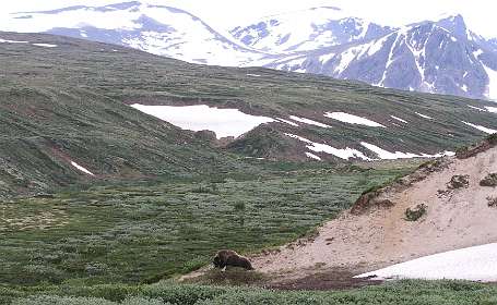 De eerste Muskusos die we zien