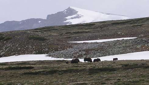 Een kudde Muskusossen op de Dovrefjell