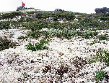 Sphagnum op de fjell