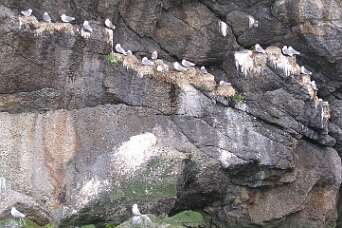 Het Lofoten eiland Flakstadøya
