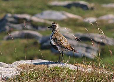 Goudplevier in zomerkleed