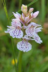 Orchidee langs het pad