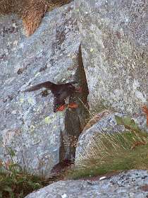 Papegaaiduiker gaat zijn nest in