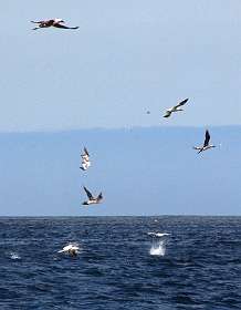 Duikende Jan van genten