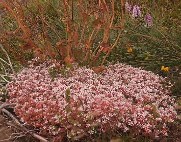 Sedum