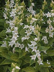 Campanula