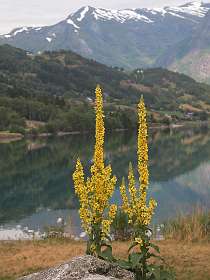 Toortsen langs het Strynevatnet
