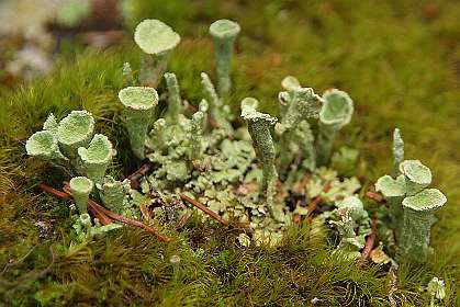 Kopjes-bekermos (Cladonia fimbriata)