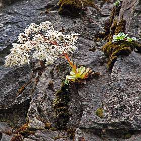 Saxifraga