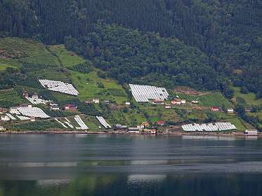 Fruitteelt langs het fjord