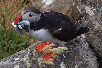 Rondwandeling over Runde