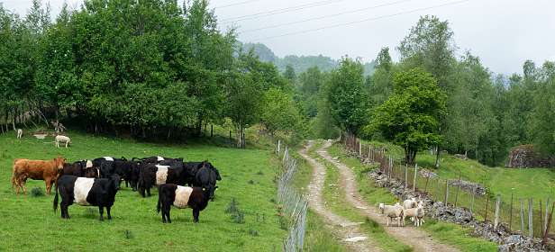 Deze koeien gaan ons begeleiden!